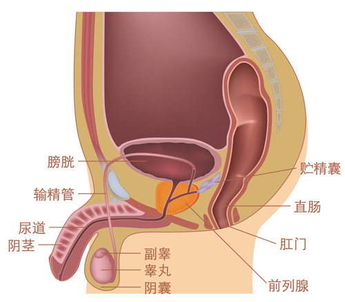 前列腺在人体的位置图片